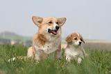 CORGI PEMBROKE 1247
